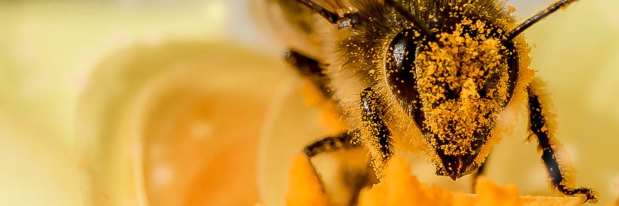 Uma abelha de cor alaranjada e preta; ao fundo cor laranja e amarelo claro